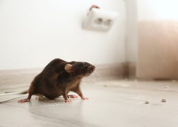 Protecting Your Investment: The Economic Benefits of Expert Rodent Management
