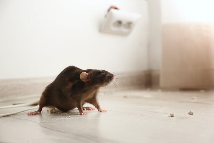 Protecting Your Investment: The Economic Benefits of Expert Rodent Management