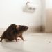 Protecting Your Investment: The Economic Benefits of Expert Rodent Management