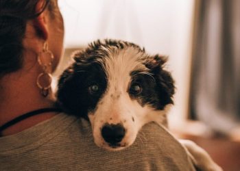 Honoring Faithful Companions: Understanding Dog Cremations in Glasgow