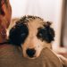 Honoring Faithful Companions: Understanding Dog Cremations in Glasgow