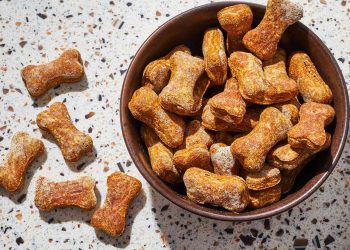Healthy Indulgence: How Natural Dog Treats Can Enhance Your Pet’s Wellbeing
