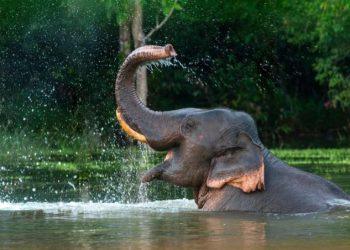 A Journey of Compassion: Why You Should Stay at a Thai Elephant Park
