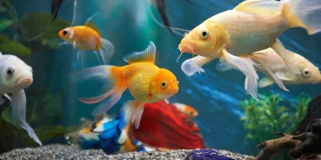 Live Aquarium Fish UK Delivery: A Comprehensive Guide