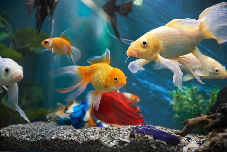 Live Aquarium Fish UK Delivery: A Comprehensive Guide
