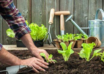 Tips for Finding Competent Garden Care and Maintenance Services Near You