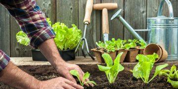 Tips for Finding Competent Garden Care and Maintenance Services Near You