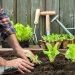 Tips for Finding Competent Garden Care and Maintenance Services Near You