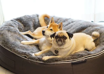 Choosing the Right Dog Beds for All Sizes: A Comprehensive Guide