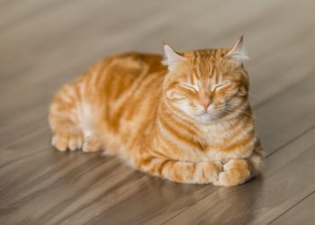 Senvelgo Diabetes Care: What Cat Owners Need to Know