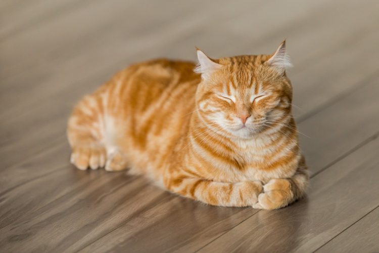 Senvelgo Diabetes Care: What Cat Owners Need to Know
