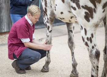 Finding the Right Horse Lameness & Surgery Specialist for Your Horse