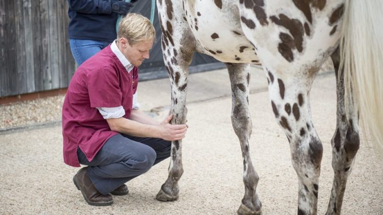 Finding the Right Horse Lameness & Surgery Specialist for Your Horse