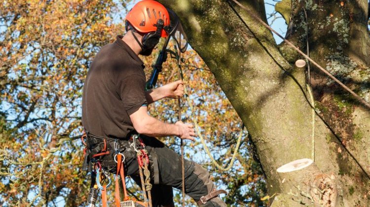 Expert Tree Care in Leicester: The Benefits of Hiring a Qualified Professional