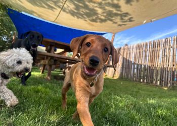 Pampered Paws: Making Dog Holidays an Essential Part of Pet Care
