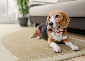 How an All In One Dog Supplement Supports Total Canine Wellness