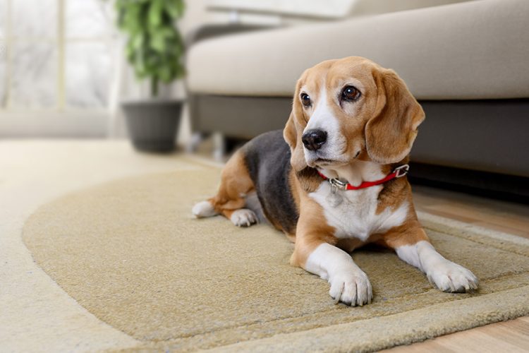 How an All In One Dog Supplement Supports Total Canine Wellness