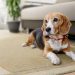 How an All In One Dog Supplement Supports Total Canine Wellness
