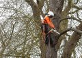 Protecting Your Property: The Importance of Professional Tree Removal in Wrexham and Chester