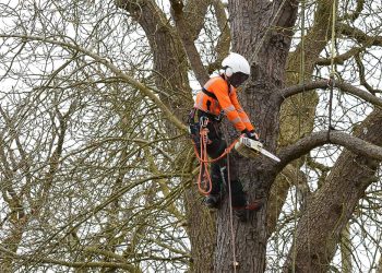 Protecting Your Property: The Importance of Professional Tree Removal in Wrexham and Chester