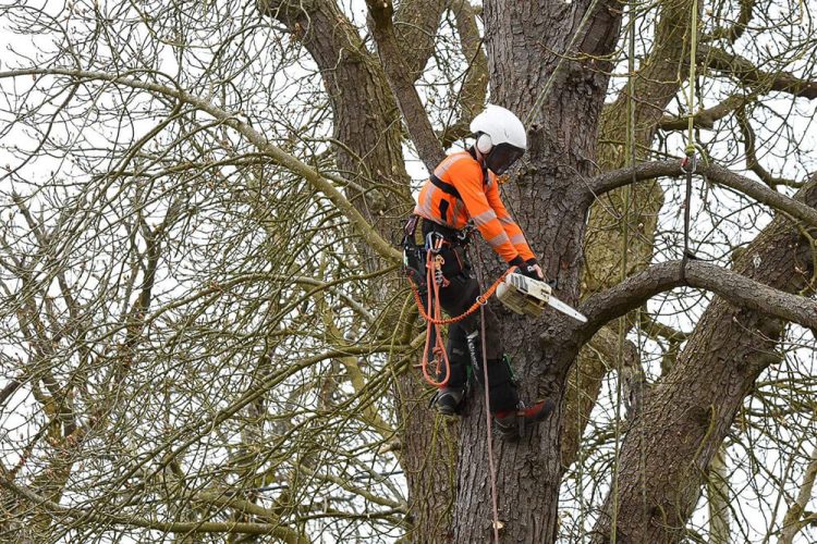 Protecting Your Property: The Importance of Professional Tree Removal in Wrexham and Chester